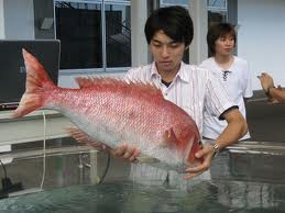 ikan kakap merah.jpg
